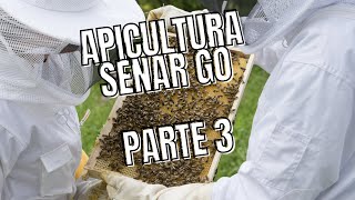 CAPTURA CONCLUIDA - ABELHAS