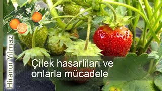 Çilek hasarlilari ve mücadele stratejileri: bahçenizde kimler çileğinizi yiyor?