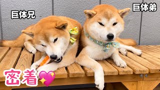 ぬくぬく効果で柴距離兄弟がこうなりました♪ #shiba #柴犬