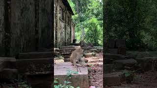 Funny group of Monkey Specail Clips  #shortvideos #Funnyvidoes #shortvideoformonkey 88