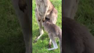 kangaroo