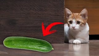 É Por Isso que os Gatos têm Medo de PEPINO