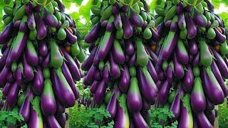 Papaya In eggplant tree in super simple ways  cuttings grow roots 600% faster than normal