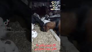 Goat Farming in Pakistan