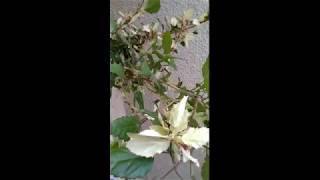 Butterfly visiting my Hibiscus (Shoe flower) Plant or China Rose || Pollinator Visiting China Rose