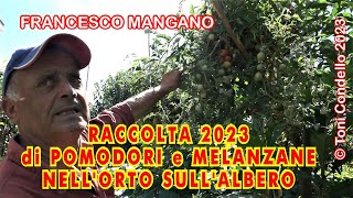 Raccolta Pomodori e melanzane nell'Orto sull'Albero - di Toni Condello