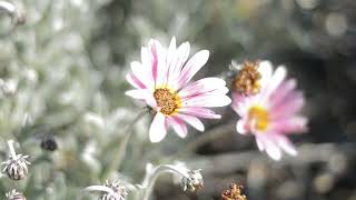 This African Daisy (Arctotis hybrids) is taking over my garden.