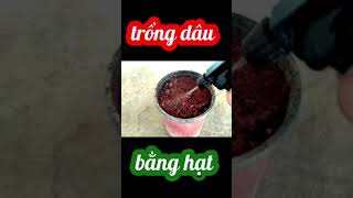 BA | Trồng Dâu #dautay #Strawberry #shorts #idea #gardening #trending #follow #foryou