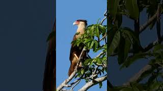 Crested Caracara Call