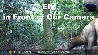 Elk in Front of Our Camera