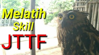 Melatih skill JTTF Burung Hantu Buffy Fish