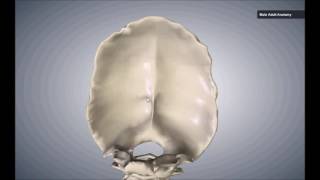 HUESO OCCIPITAL ANATOMÍA OSTEOLOGÍA 3D.