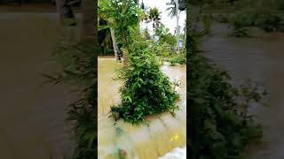 Colachel River Flood - Paampoori Vaaikaal #colachel #river #flood #floods #riverflood #rain