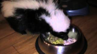 skunk thanksgiving