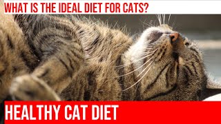 Creating the Ideal Diet for Your Cat: Tips & Tricks