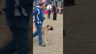 Best Bull Mastiff Dogs || Dangerous Bull Mastiff Protection