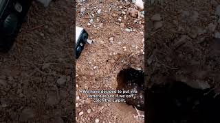 Mystery animal in my driveway? #nature #animales #wildanimals #driveway #rocks #animalshorts