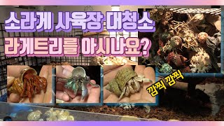 [소라게 키우기 #1] 사육장 청소, 소라게트리를 아시나요?