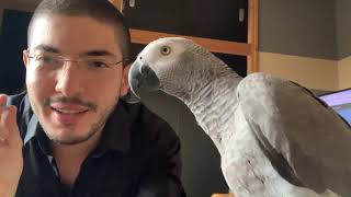 How to Teach Your Parrot to Talk 🔥🦜🔥🦜🔥طريقة التلقين و تعليم الببغاء الكلام بخطوات سهلة🦜