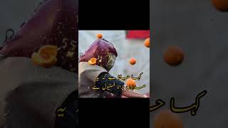 Battle of Oranges | مالٹوں کی لڑائی  #italy #battleoftheyear #facts #factsinhindi #zahidzubair