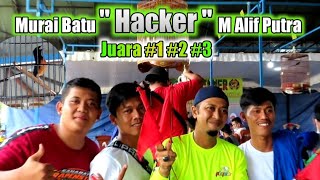 Murai batu " Hacker " Juara 1 2 dan 3 di acara Pali Cup Pertama