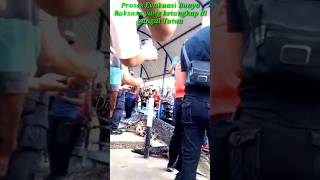 Evakuasi Buaya raksasa 1,3 ton di Sungai Tatau #shorts