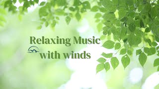 How I Love The Sound Of Wind: An Ode To Nature's Soothing Music.