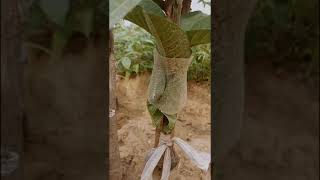 अमरूद का पौधा  | Guava air layering Part - 2 | Grow guava plant #shorts