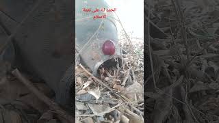 زيت الزيتون شجرة الزيتون 2023 #agriculture #quran #الماعز #olive