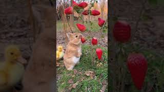 Adorable Bunny Rabbit and Cute Yellow Duckling Enjoy a strawberry Snack in the Garden.Happy friends!