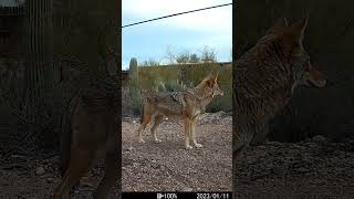 Coyote pauses and listens. #wildlife #deserttrails #coyote #coyotes