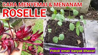 CARA MENYEMAI & MENANAM ROSELLE | Pokok 'emas' banyak khasiat.