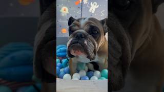 Wiggum found the ball pit #bulldog