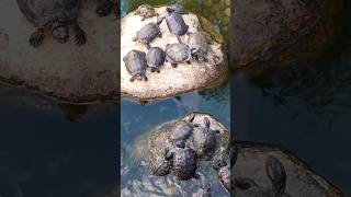 Black Turtles ❤️ #turtlespond #shorts #shortvideo