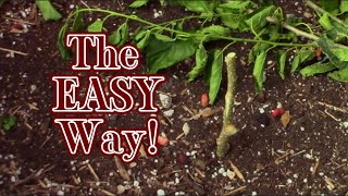 How to Propagate a Mulberry Tree the EASY WAY! | #gardening