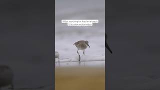 Willet searching for food on the beach #subscribe #wildlife #birds #slowmotion #beach #shorts #wave