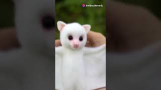 The Adorable Honduran White Bat! 🦇 #Wildlife #Nature #Bats #Animals