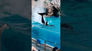 KILLER WHALE ORCA shows off massive power #seaworld #sandiego #whale #animals #shorts #viral #fun