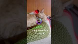 Cute cat.. #aimanga #cutecat #artificialintelligence #catsleeping