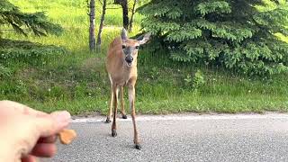 The Dear Deers of Thunder Bay