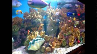 New England Aquarium - Penguins, Artificial Reef, Lion Fish