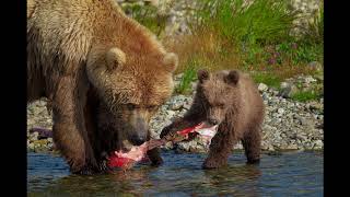 Photographing Alaskan Grizzly Bears Photo Workshop 2019