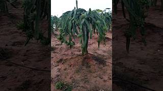 Dragon fruit farming # Dragon fruit # C variety #farming #agriculture