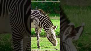 Zebra | Wild Animals #shorts #wildlife #zebra