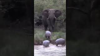 Elephant vs 3baby hippo #shorts #hippovselephant