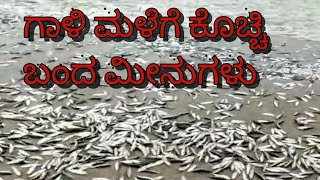 ಗಾಳಿ ಮಳೆಗೆ ಕೊಚ್ಚಿ ಬಂದ | ಮೀನುಗಳು #gpflash67 #tourist #fishingvideo