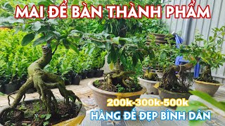 07/08. Giao Lưu Mai Siêu Bông Bình Lợi, Sài Gòn, Mai Cúc, Combo Mai Giống.☎Trang 0971.118.064