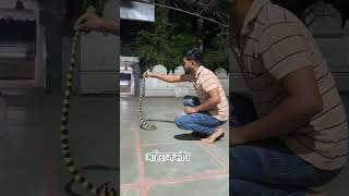 Bended krait #kingcobra #ancondasanke #viralreels #chhattisgarh #snake  jehrila snap duniya ka