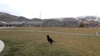 Ruby playing frisbee