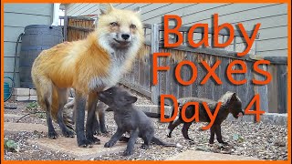 You’ll never believe what Mahogany brings home! (Baby Foxes Day 4)